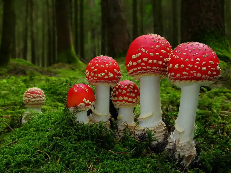 O Amanita muscaria, que é conhecido como o Cogumelo Berserker