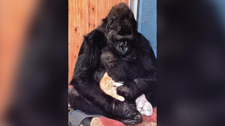 Algum animal tem animais de estimação como os humanos?