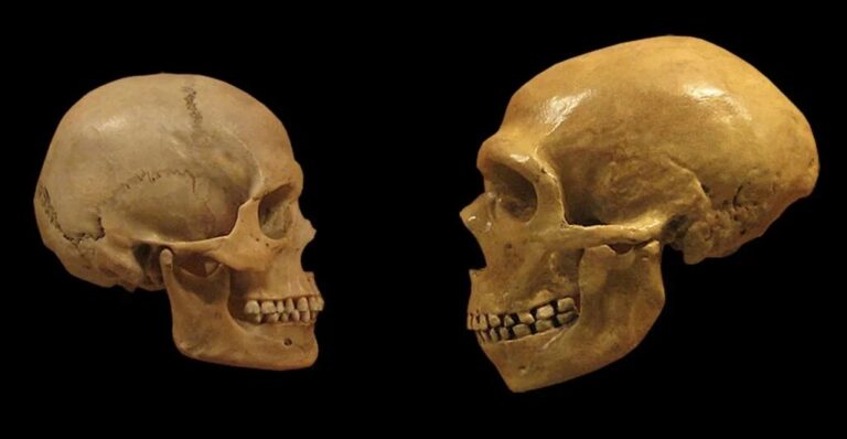Humanos e espécie extinta se encontraram há 40.000 anos