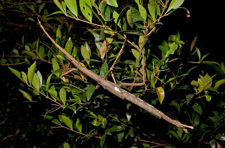 O inseto mais pesado da Austrália: um gigantesco inseto de 40 cm descoberto no norte tropical de Queensland
