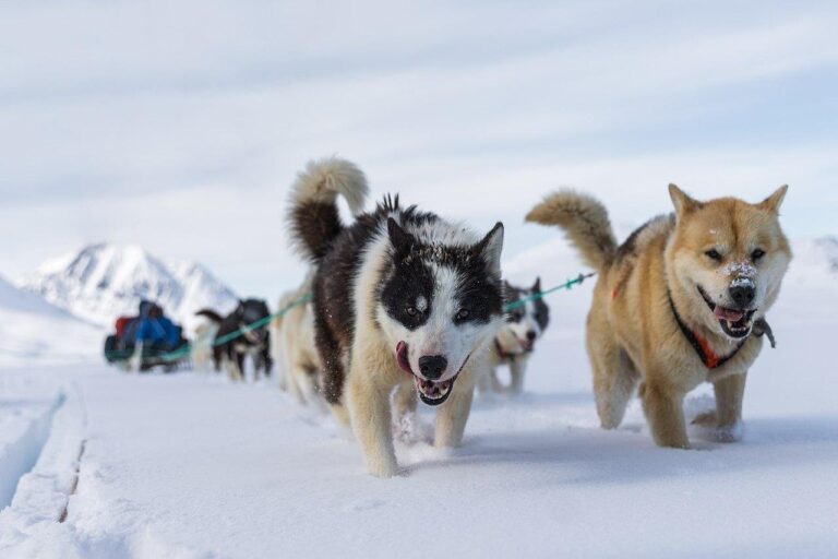 O DNA do cão de trenó da Groenlândia revela a migração dos inuits aconteceu mais cedo do que se acreditava
