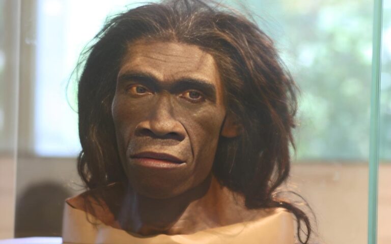 Dentes de 300.000 anos na China sugerem cruzamentos entre humanos e homo erectus
