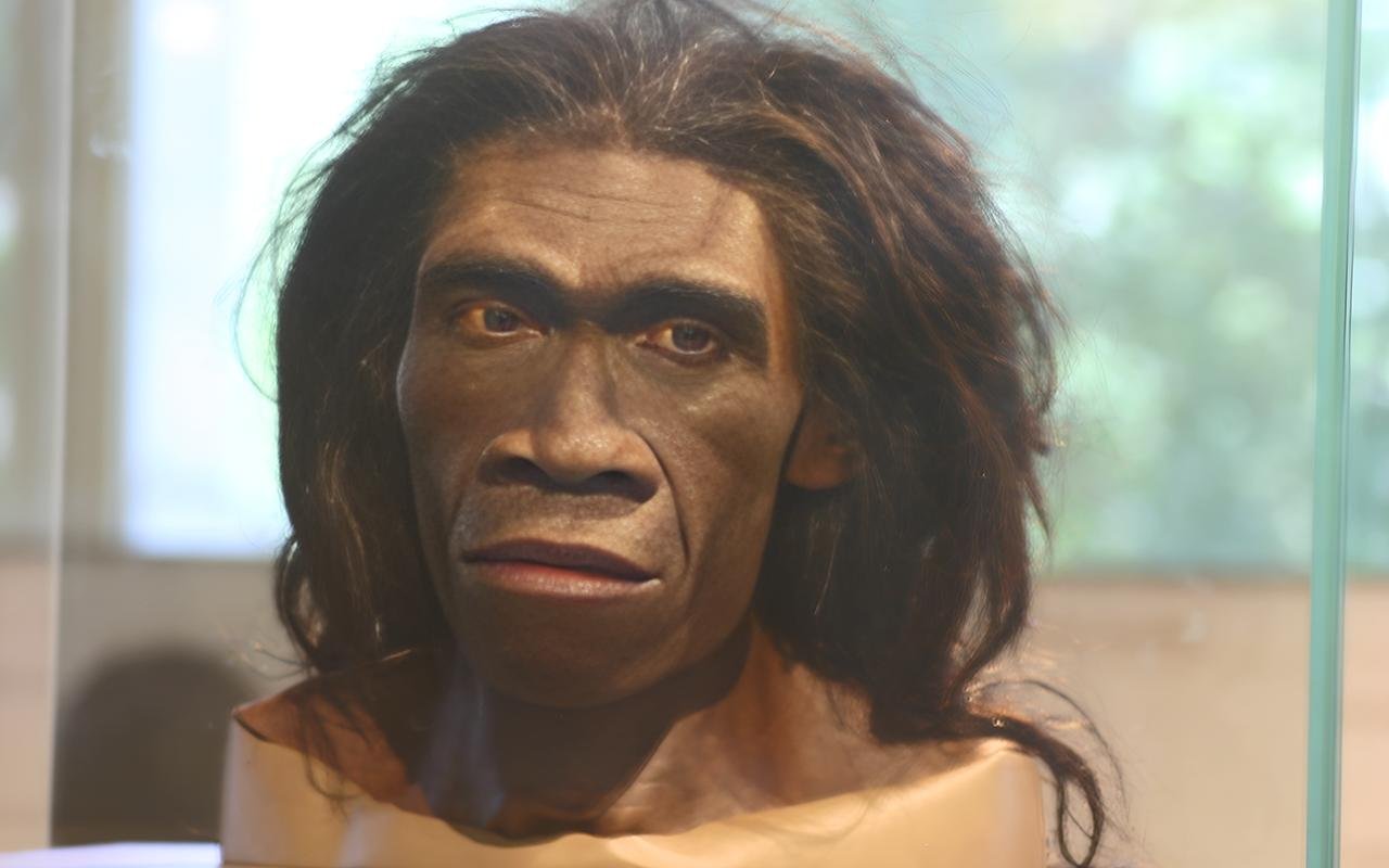 Reconstrução facial do Homo erectus, fotografada no Hall de Origens Humanas David H. Koch, no Museu Nacional de História Natural do Smithsonian. Crédito: Ryan Somma, CC BY-SA 2.0

