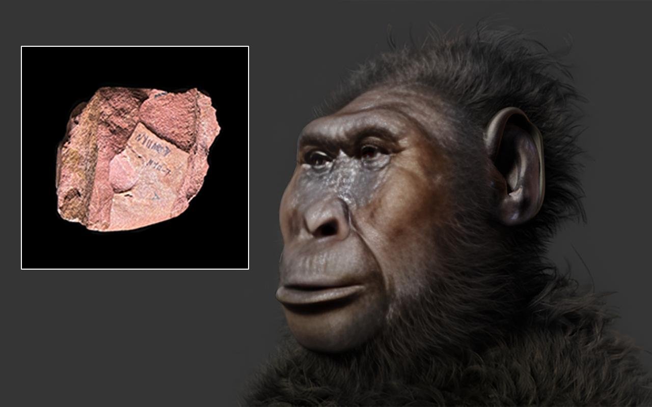Parentes humanos antigos transportaram pedras 2,6 milhões de anos atrás, reescrevendo a história humana