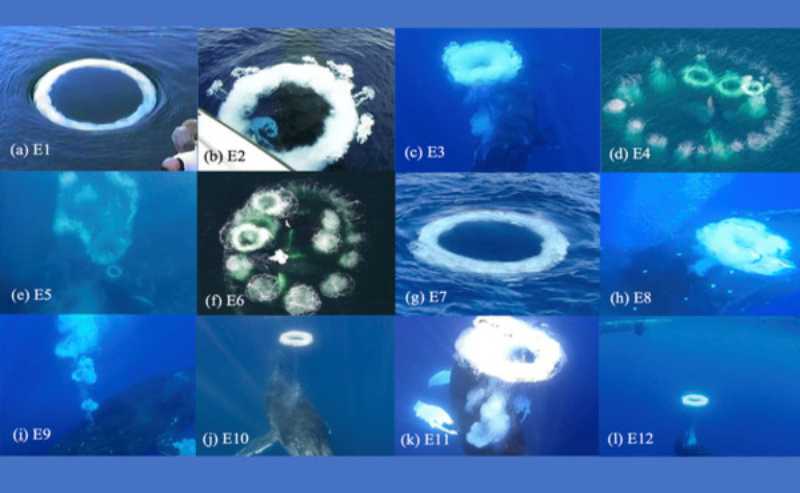O SETI documentou baleias jubarte produzindo anéis de bolhas de água, possivelmente como uma tentativa de se comunicar com os seres humanos. Imagem composta mostrando pelo menos um anel de bolhas de cada episódio. Créditos das fotos: (a) D. Knaub, (b) F. Nicklen, (c) D. Perrine, (d) W. Davis, (e) G. Flipse, (f) A. Henry, (g) M. Gaughan, (h) H. Romanchik, (i) D. Patton, (j) D. Perrine, (k) S. Istrup, (l) S. Hilbourne. SETI