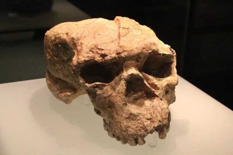 Crânio com 1 milhão de anos redefine a evolução humana e a origem dos Denisovanos