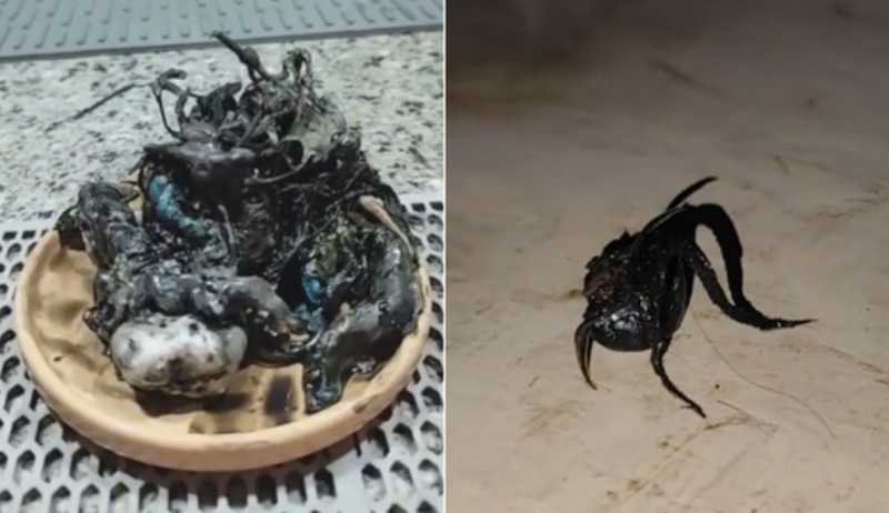 Capturas de tela dos vídeos que mostram a suposta criatura alienígena que se desenvolveu a partir de um meteorito encontrado no Panamá.
