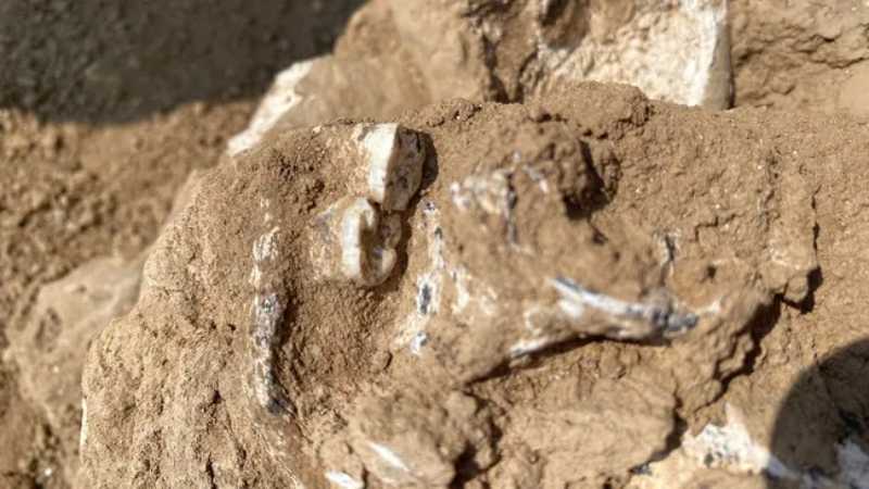 Pesquisadores descobriram um fragmento de mandíbula e dentes no sítio arqueológico de Orozmani, na República da Geórgia. (Crédito da imagem: Giorgi Bidzinashvili)