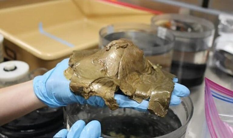 Mistério do estranho ‘ovo’ dourado marinho é resolvido