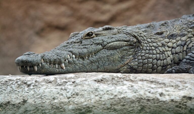 Policial resgata crocodilo que pode ter devorado empresário