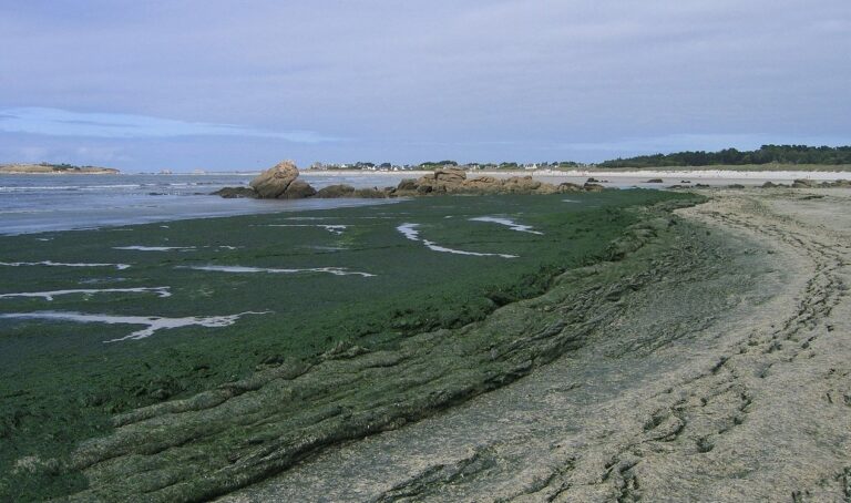 Alga mortal causa mortes na costa da França