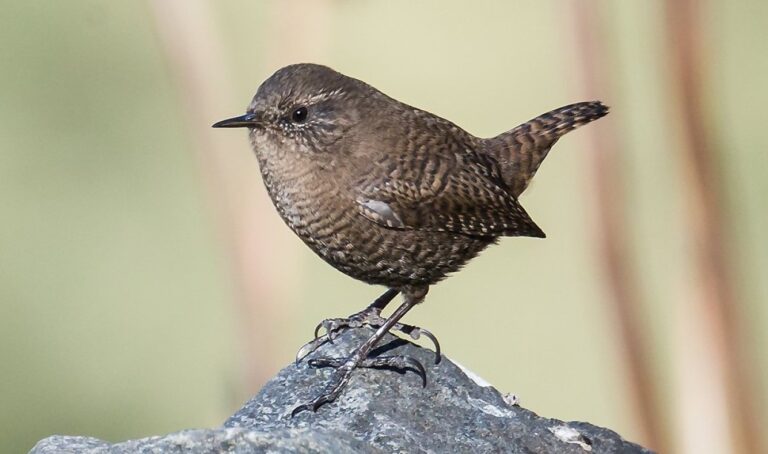 Wrens escoceses apresentam gigantismo insular em estudo