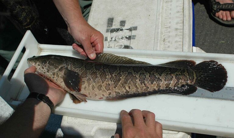 Peixe invasor alerta autoridades em Nova York