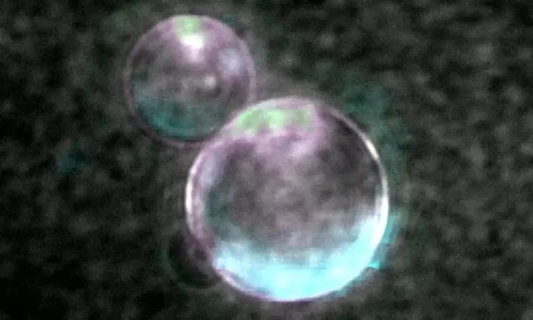 SpudCell cria primeira célula sintética com ciclo de vida completo