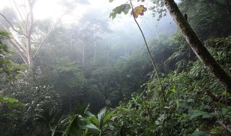 Estruturas ocultas revelam civilização perdida na Amazônia