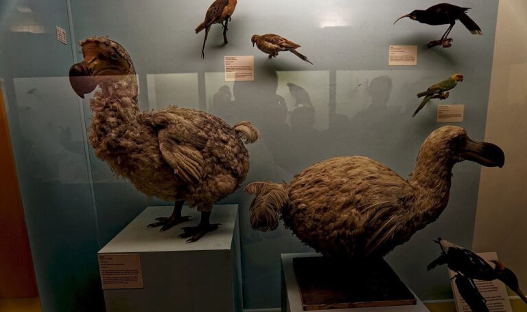 Estudo revela que dodo não era tão burro quanto se pensava