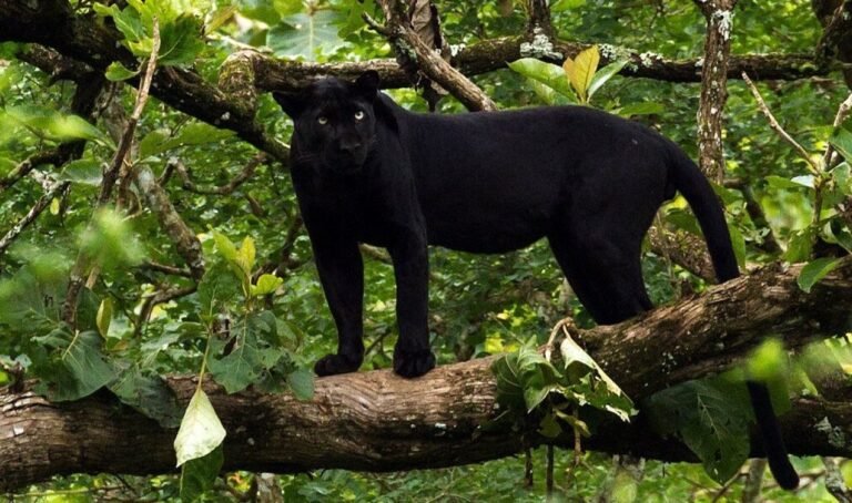 Mulher avista criatura misteriosa em Northampton, Inglaterra